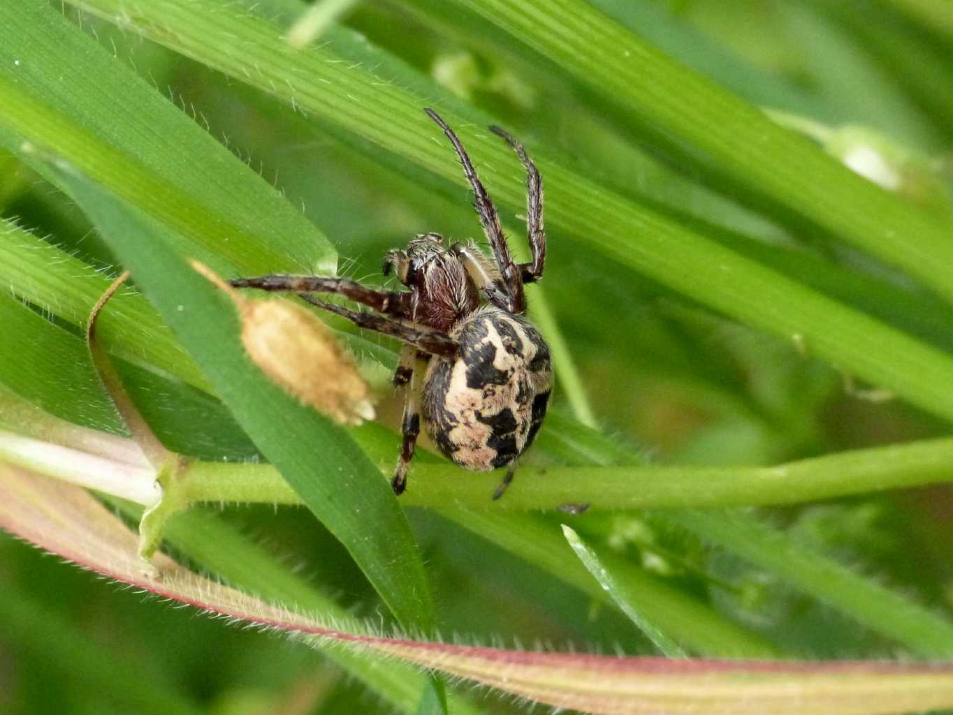 Rassegna di Larinioides cornutus - Caffarella (RM)